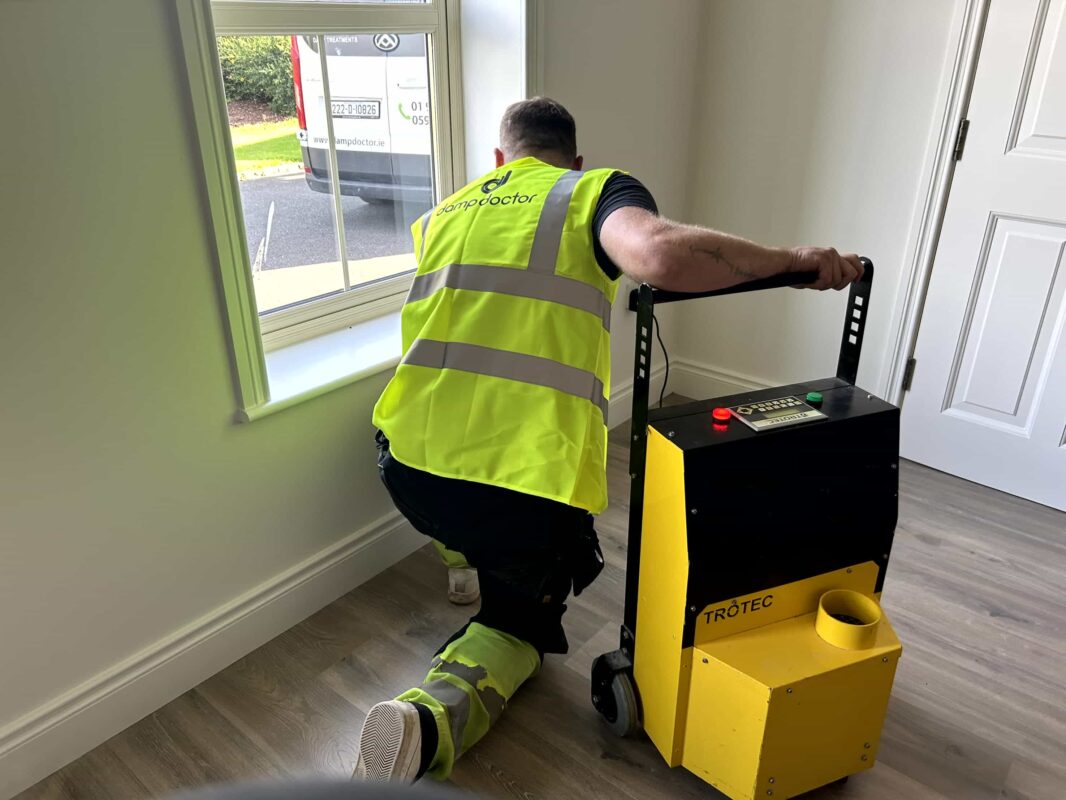 damp and mould survey