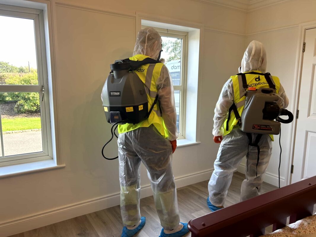 damp and mould specialists